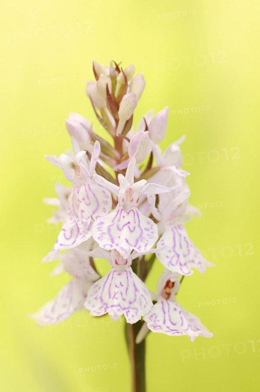 Moorland spotted orchid (Dactylorhiza maculata), North Rhine-Westphalia, Germany, Europe