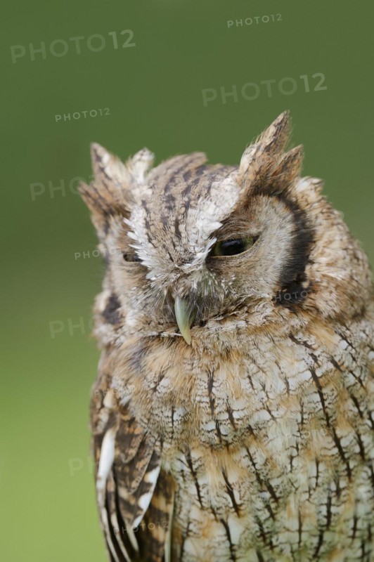 Tropical screech owl or Choliba screech owl (Megascops choliba, Otus choliba), portrait, captive, occurring in South and Central America