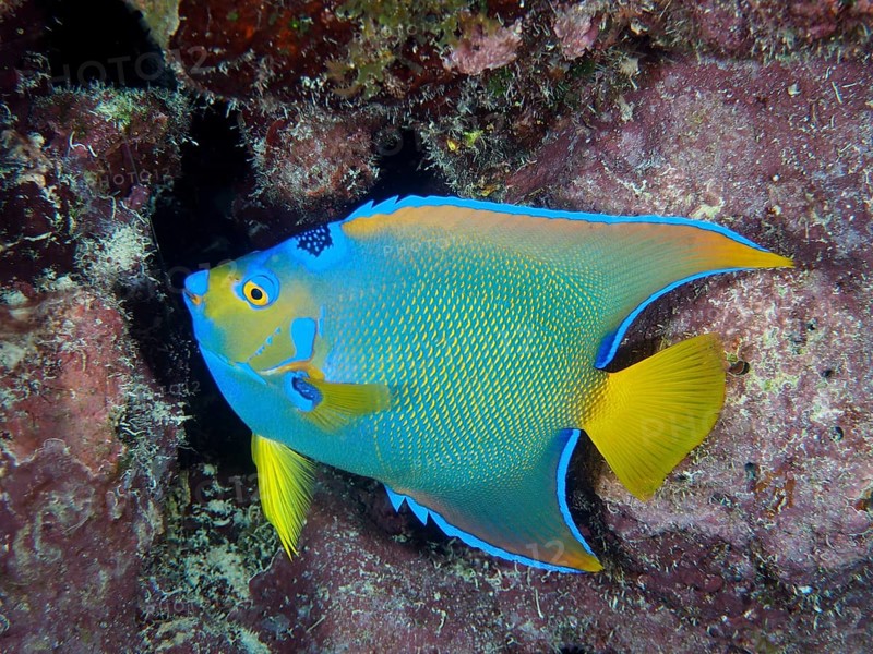 A colourful Marine angelfish, queen angelfish (Holacanthus ciliaris), swims on a rocky reef in the ocean. Dive site John Pennekamp Coral Reef State Park, Key Largo, Florida Keys, Florida, USA, North America