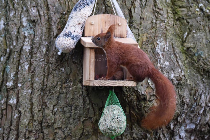 Squirrel (Sciurus) eats nuts at the feeder