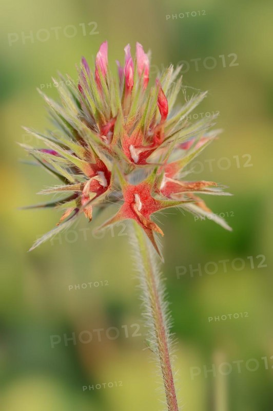 Starry clover (Trifolium stellatum), flower, Provence, southern France