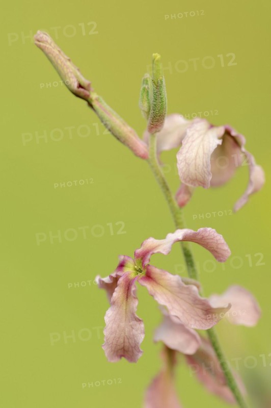 Cloudy levkoe (Matthiola fruticulosa), flowers, Provence, southern France