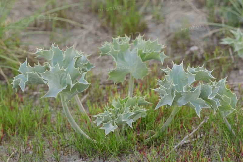 Sea holly (Eryngium maritimum), Camargue, Provence, southern France