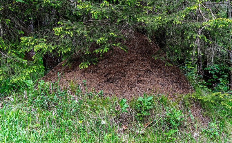 Ant hill in the forest, Bavaria, Germany, Europe