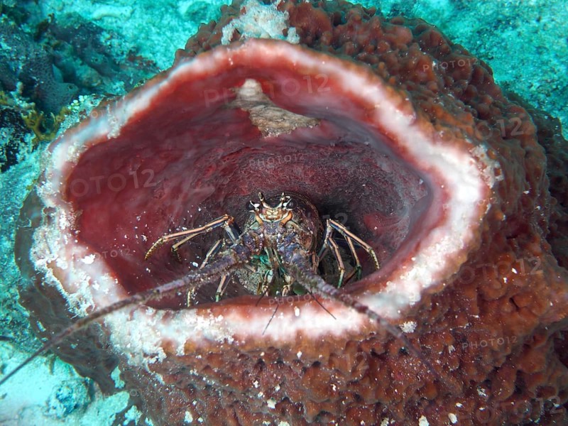 A caribbean spiny crayfish (Panulirus argus) sits in a Caribbean vase sponge (Xestospongia muta) under water. Dive site John Pennekamp Coral Reef State Park, Key Largo, Florida Keys, Florida, USA, North America