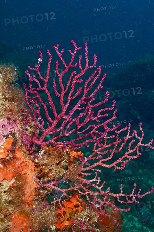 Red Violescent sea-whip (Paramuricea clavata) in front of a deep blue water background. Dive site Marine reserve Cap de Creus, Rosas, Costa Brava, Spain, Mediterranean Sea, Europe