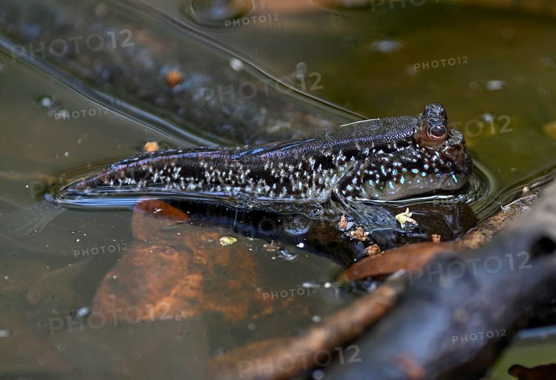 Atlantic mudskipper (Periophthalmus barbarus), Loango National Park, Parc National de Loango, Ogooué-Maritime Province, Gabon, Africa
