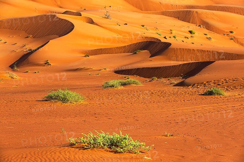 Wind-sculpted curved sand dunes in the Rub al Khali desert, Dhofar province, Arabian Peninsula, Sultanate of Oman