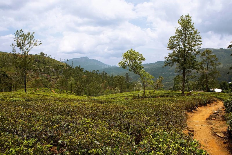 Tea plantation in Ramboda, Nuwara Eliya, Central Province, Sri Lanka, Asia