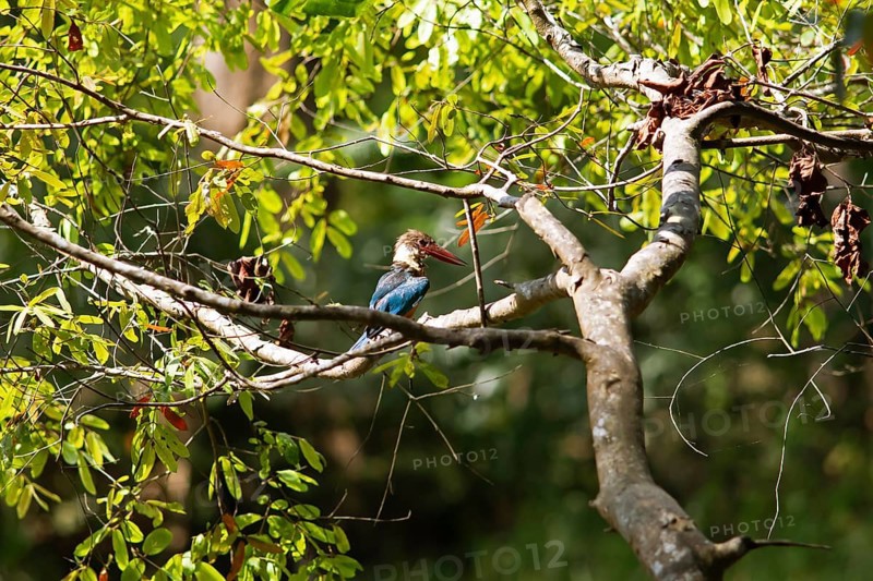 Brown kingfisher or white-throated kingfisher (Halcyon smyrnensis) on a tree, Habarana, Anuradhapura, North Central Province, Sri Lanka, Asia