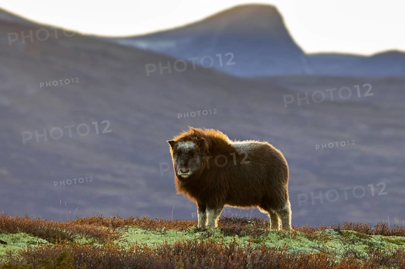Muskox (Ovibos moschatus) calf on the tundra at sunset in autumn, fall, Dovrefjell–Sunndalsfjella National Park, Norway, Europe