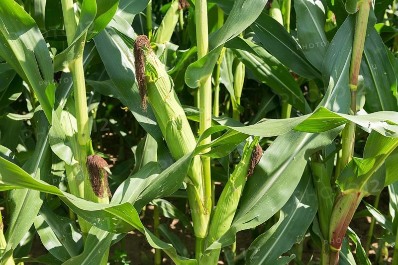 Symbolic image, renewable energies, maize plants, biogas plant, feed maize, maize cobs, detail, immature, Baden-Württemberg, Germany, Europe