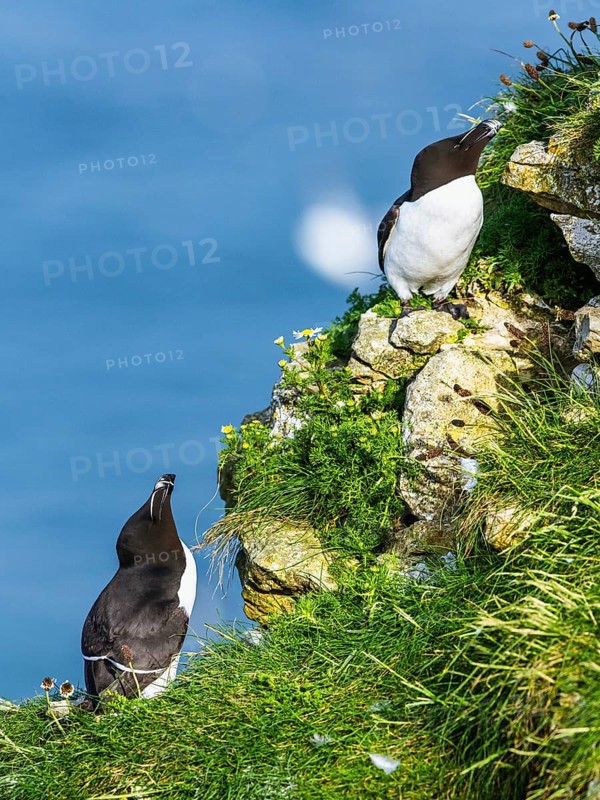 Razorbill, Alca Torda, birds on cliffs, Bempton Cliffs, North Yorkshire, England, United Kingdom, Europe
