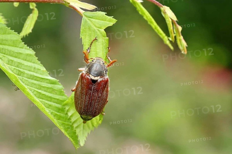 Northern cockchafer (Melolontha hippocastani), male, on leaves of a hornbeam (Carpinus betulus), Wilnsdorf, North Rhine-Westphalia, Germany, Europe