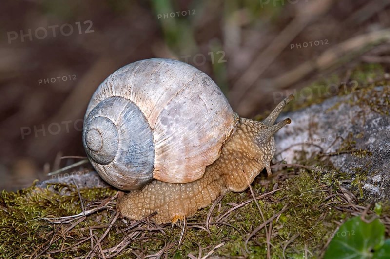 Vineyard snail (Helix pomatia), Valais, Switzerland, Europe