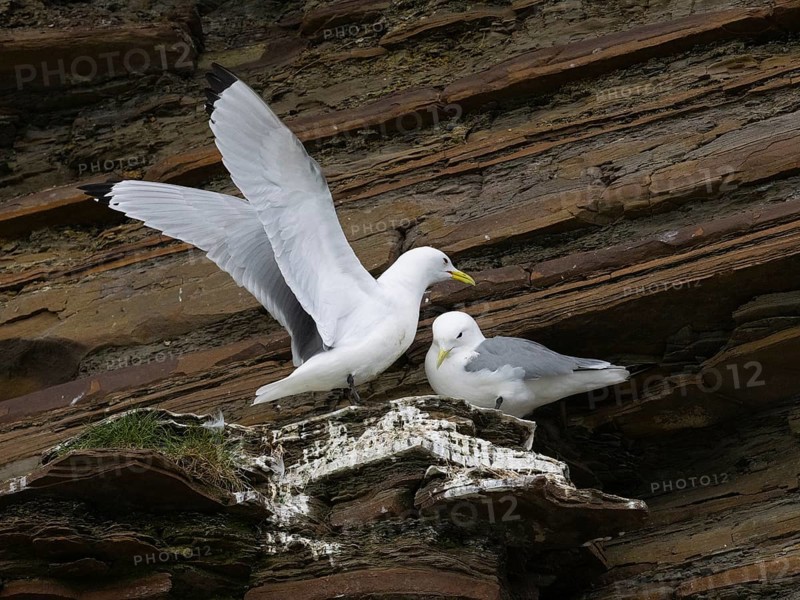 Black-legged kittiwake (Rissa tridactyla), breeding pair at breeding colony, on coastal cliffs of Arctic Ocean, May, Varanger Fjord, Norway, Europe