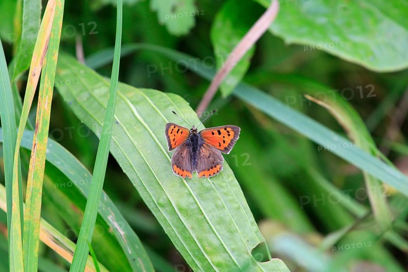 Small copper, September, Mecklenburg-Western Pomerania, Germany, Europe