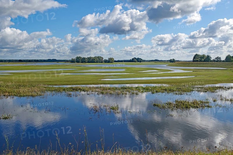 Reflecting water and wide, green meadows under a cloudy blue sky, Elbe, Wendland, Lower Saxony, Germany, Europe