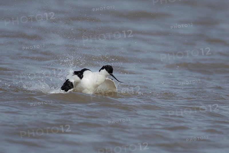 Pied avocet (Recurvirostra avosetta) adult wading bird bathing in shallow water, England, United Kingdom, Europe