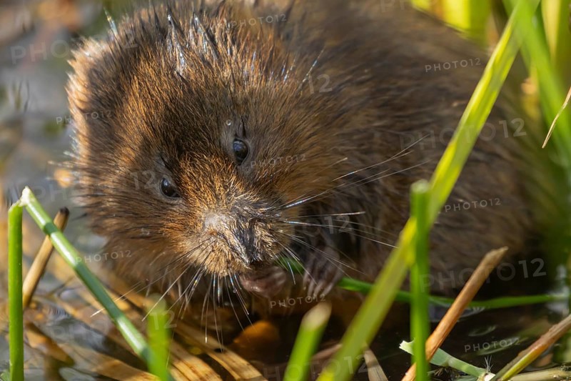 Water vole (Arvicola amphibius) adult animal feeding on a reed plant stem in a pond in the summer, Suffolk, England, United Kingdom, Europe