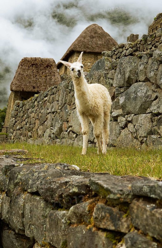 Llama (Llama glama) in the cloudy Inca ruins of Machu Picchu, Cusco region, Peru, South America