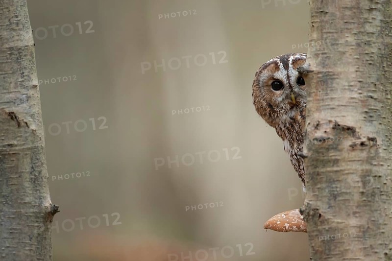 Tawny owl (Strix aluco) adult bird on a Bracket fungi on a Silver birch tree trunk in a woodland in the autumn, England, United Kingdom, Europe