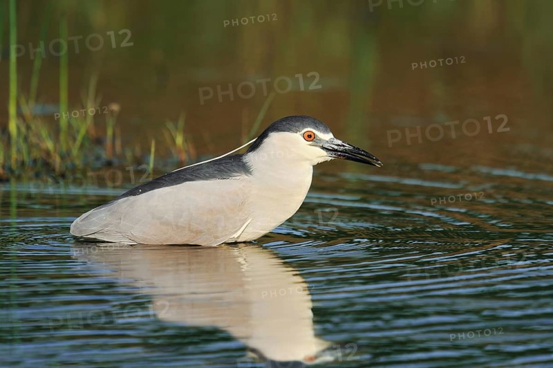 Black crowned night heron (Nycticorax nycticorax), Lake Kerkini, Greece, Europe