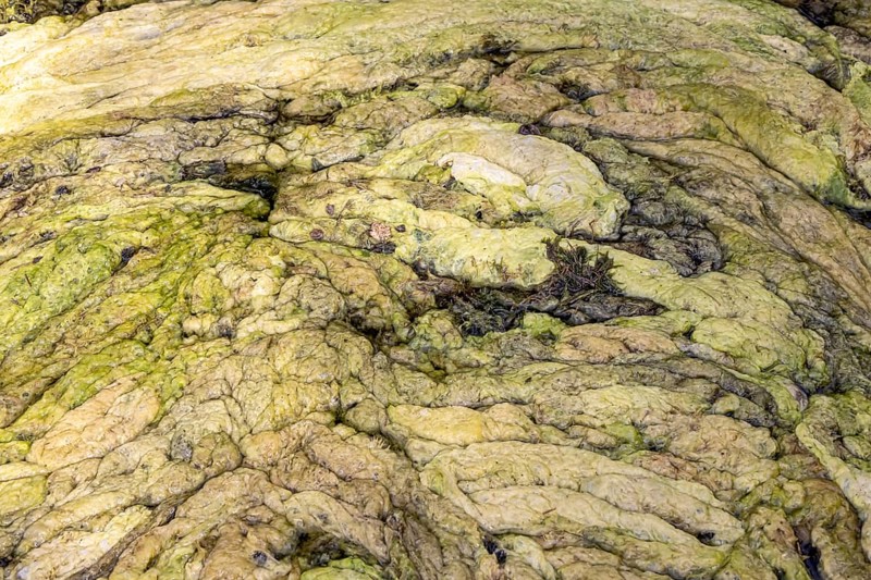 The hornwort plant (Ceratophyllum demersum) covers almost the entire Max-Eyth-See in Stuttgart. Now a mowing boat is to remove the aquatic plant so that water sports are possible again. The hornwort growth is particularly pronounced this year. Stuttgart, Baden-Württemberg, Germany, Europe