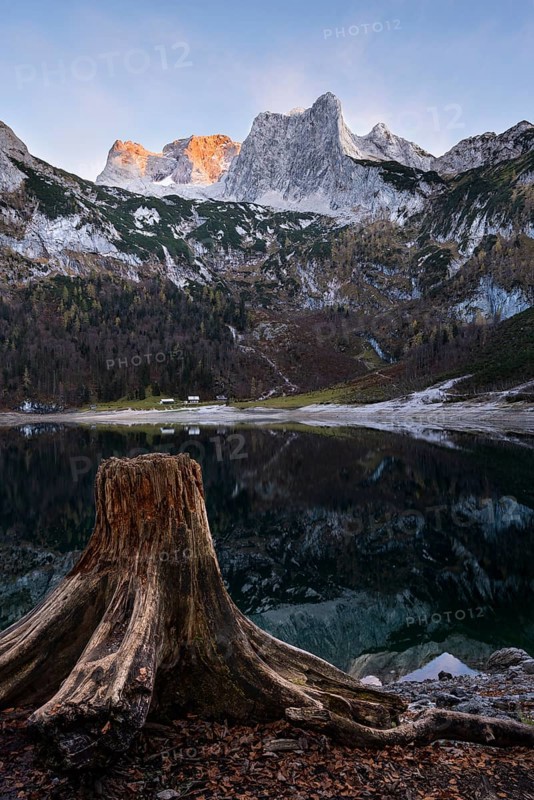 The Hintere Gosausee lake in autumn with a view of the Dachstein mountain range. A tree stump in the foreground. Blue sky, good weather, golden hour. Reflection. Vorderer Gosausee, Gosau, Gosautal, Salzkammergut, Upper Austria, Austria, Europe