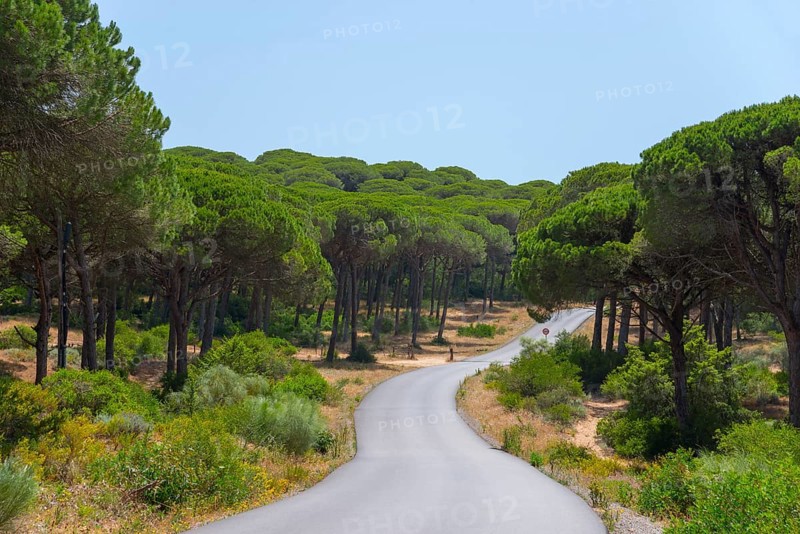 A narrow road runs through a dense, sunny forest with tall, green trees, La Breña y Marismas del Barbate Natural Park, near Los Caños de Meca, province of Cádiz, Costa de la Luz, Andalusia, Spain, Europe
