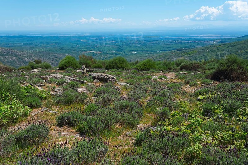 A sweeping view over a mountainous landscape with green vegetation and clear skies, crested lavender (Lavandula stoechas), crested lavender, Sierra de Tormantos near Puerto de Piornal, Cáceres, Cacares, Extremadura, Spain, Europe