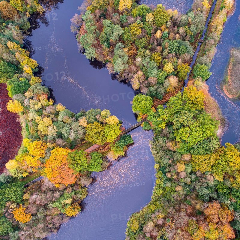 Mixed forest in autumn, colouring, aerial view, forest, autumnal, Ahlhorn fish ponds, Niedersächsische Landesforst, Ahlhorn, Lower Saxony, Germany, Europe