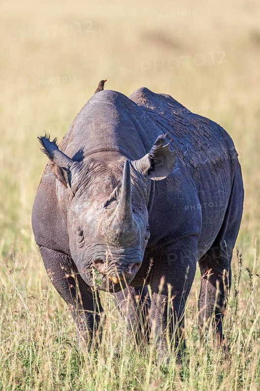 Black rhinoceros (Diceros bicornis) on the grass savanna in africa, Maasai Mara National Reserve, Kenya, Africa