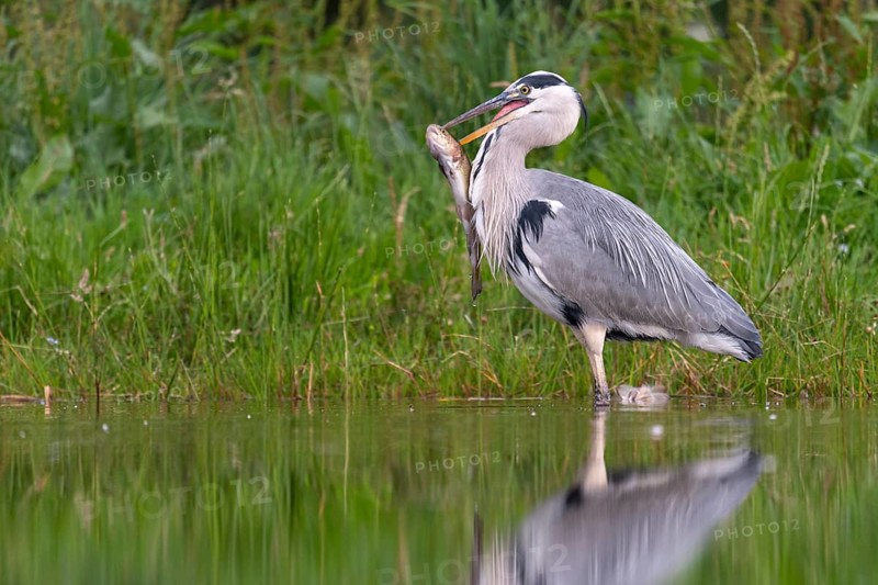 Grey heron (Ardea cinerea) with fish as prey, Aviemore, Scotland, Great Britain