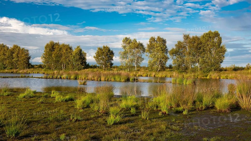 Goldenstedter Moor, nature reserve, peat moss, Goldenstedt, Lower Saxony, Germany, Europe