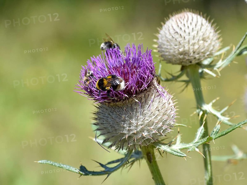 Woolly thistle (Cirsium eriophorum) with Humm, Salzburger Land, Austria, Europe
