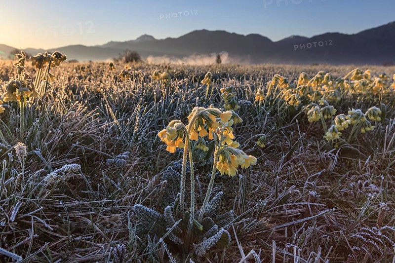 Meadow cowslip (Primula veris), morning mood, frost, sunrise, mountains, Loisach-Lake Kochel moor, Bavaria, Germany, Europe