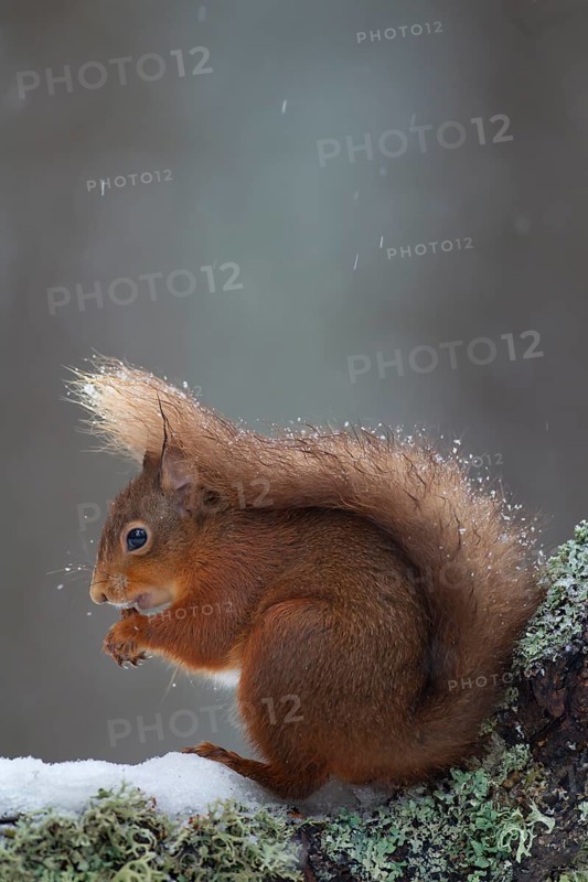 Red squirrel (Sciurus vulgaris) adult animal feeding on a nut on a tree branch covered in snow in winter, Scotland, United Kingdom, Europe