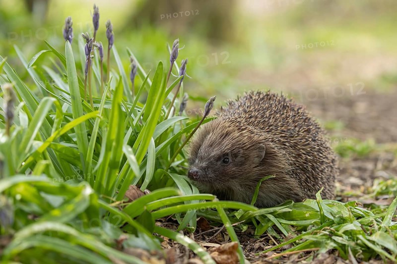 European hedgehog (Erinaceus europaeus) adult animal walking passed flowering Bluebells in a garden in the spring, England, United Kingdom, Europe