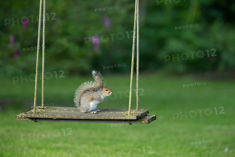 Grey squirrel (Sciurus carolinensis) adult animal on a garden swing, England, United Kingdom, Europe