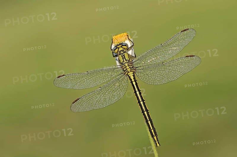 Western clubtail (Gomphus pulchellus), female, Provence, southern France