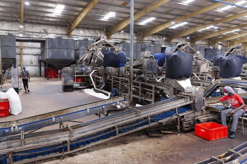 KAJU, cashew factory. Employees picking out the whole nuts from the shells on a conveyor belt, cashew nut factory near Cotonou in Benin, Glo-Djigbe, 07.03.2024.Photographed on behalf of the Federal Ministry for Economic Cooperation and Development