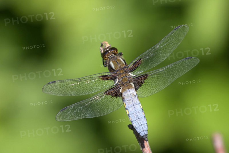 Broad-bodied chaser (Libellula depressa), resting male, on perch, sunny, Bottrop, Ruhr area, North Rhine-Westphalia, Germany, Europe