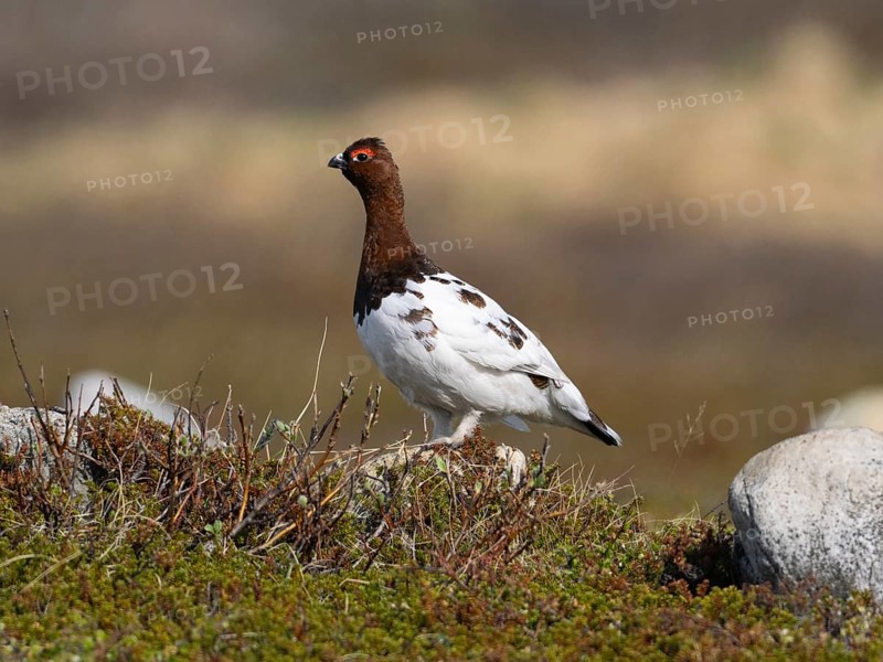Willow ptarmigan (Lagopus lagopus) male, in summer plumage, on alert in typical tundra habitat, May, Varanger National Park, Varanger Fjord, Norway, Europe