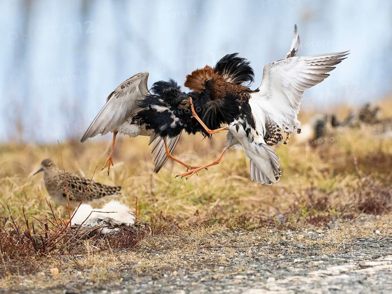 Ruff (Calidris pugnax) two males in breeding plumage at lek, fighting over female, Pokka, Finnish Lapland