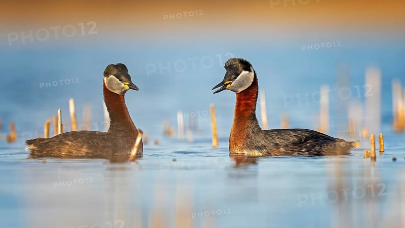 Red-necked Grebe (Podiceps grisegena) grebe, pair, courtship, courtship, mating, calling, shallow water zone, reed bed, reed belt, renaturalised post-mining landscape, male, female, Saxony-Anhalt, Germany, Europe