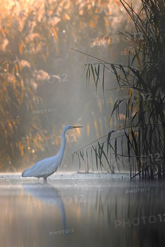 Great White Egret (Ardea alba) Winter visitor, migratory bird, light, resting bird, sunrise, reed belt, fog, flying, foraging, lake landscape, Middle Elbe Biosphere Reserve, Saxony-Anhalt, Germany, Europe