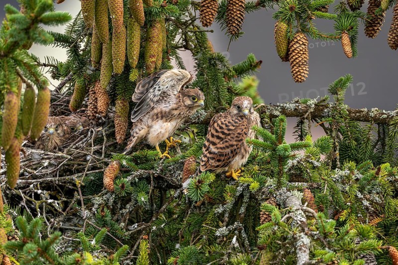 Common kestrel (Falco tinnunculus), two young birds not yet able to fly sitting on a branch outside the nest, Rhineland-Palatinate, Germany, Europe