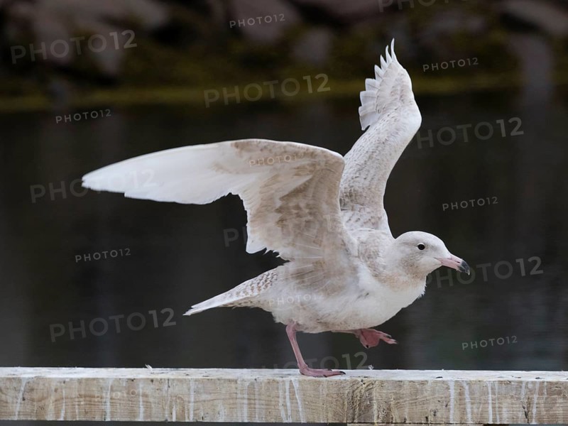 Juvenile Glaucous Gull (Larus hyperboreus), on harbour railing, in fishing harbour Kiberg, May, Varanger Fjord, Norway, Europe