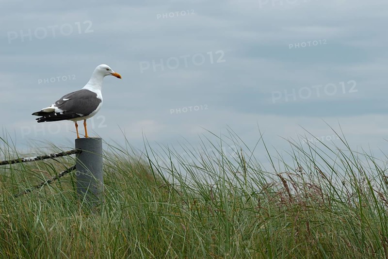 Seagull (Larinae) on pole looking over dune grass, dune of the offshore island of Heligoland, North Sea, Pinneberg district, Schleswig-Holstein, Germany, Europe